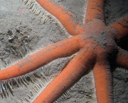 Publication of formal conservation advice for eight offshore MPAs