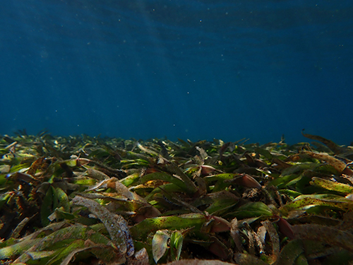 Seagrass species Thalassodendron ciliatum below the water in Nosy Be, Madagascar (photo courtesy of Eirian Kettle)