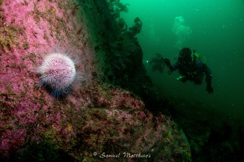 A diver inspects a wall, Kinlochbrevie © Samuel Matthews