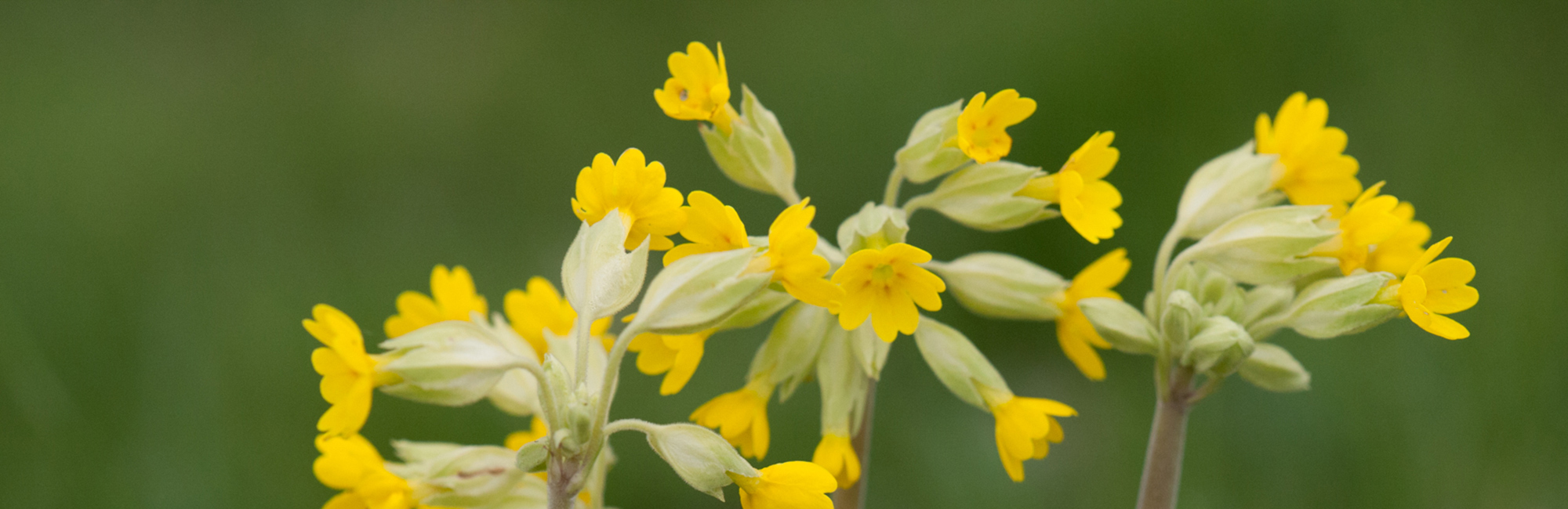 JNCC Bulletin March/April 2021