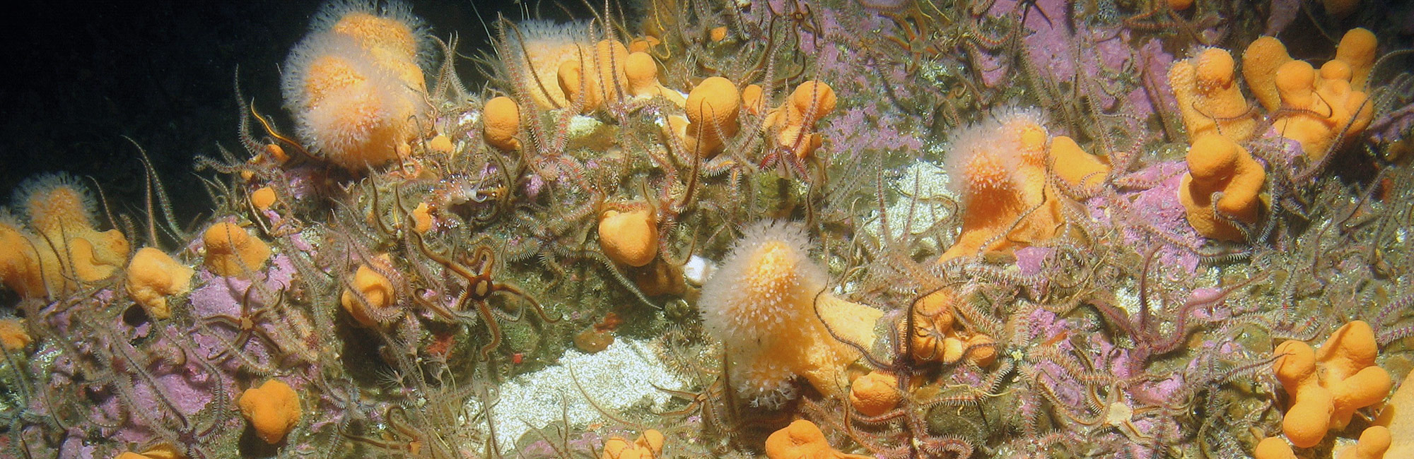 International Partnership on MPAs, Biodiversity and Climate Change launched