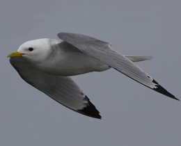 Kittiwake in flight (© Ben Dean)
