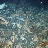 Bedrock outcrop with sponges and sea urchins at Anton Dohrn Seamount SAC ©JNCC