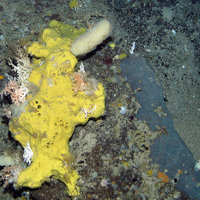 Sponges and coral on bedrock outcrop at Anton Dohrn Seamount SAC ©JNCC