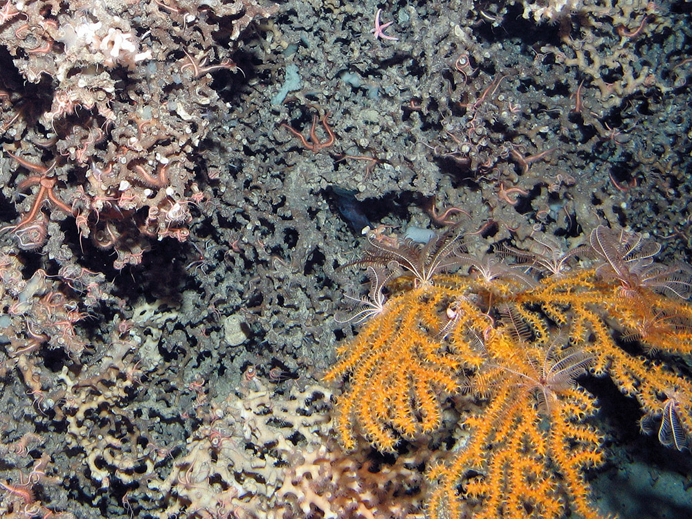 Biogenic reef with coral, crinoids and brittlestars at Anton Dohrn Seamount SAC ©JNCC