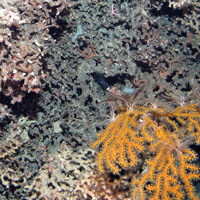 Biogenic reef with coral, crinoids and brittlestars at Anton Dohrn Seamount SAC ©JNCC