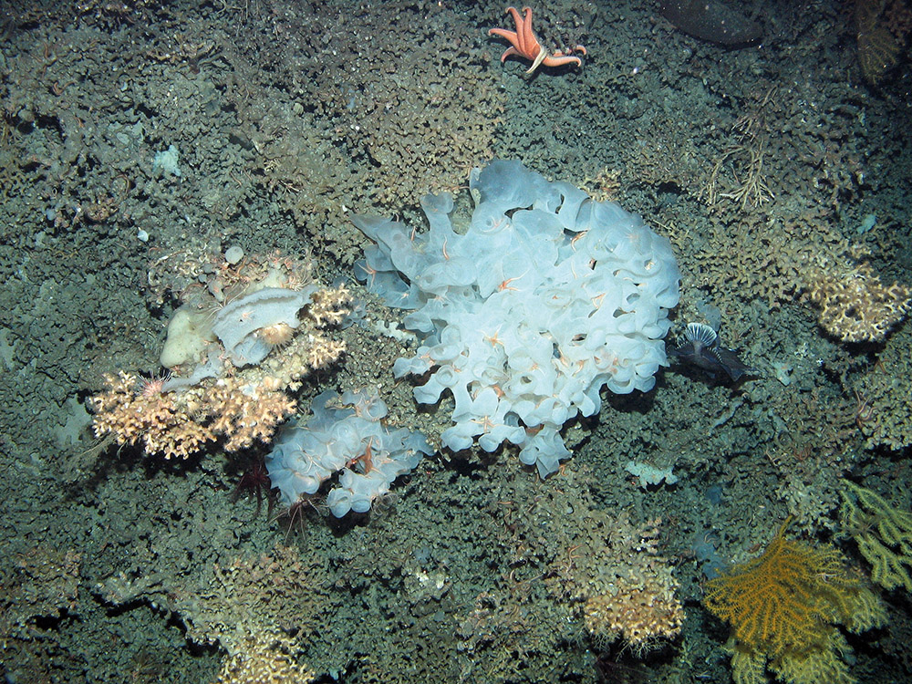 Biogenic reef with deep sea sponge and starfish at Anton Dohrn Seamount SAC ©JNCC