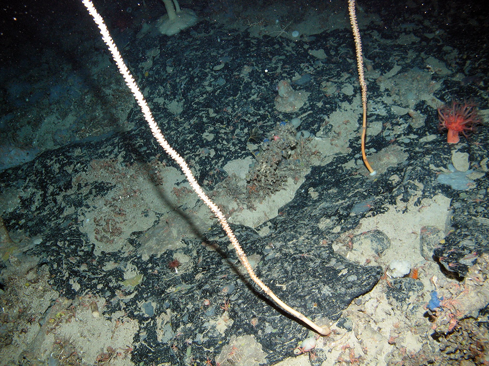 Bamboo coral (Isididae) on bedrock with soft coral at Anton Dohrn Seamount SAC ©JNCC