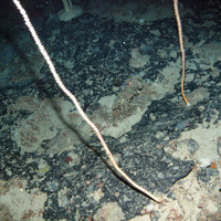 Bamboo coral (Isididae) on bedrock with soft coral at Anton Dohrn Seamount SAC ©JNCC