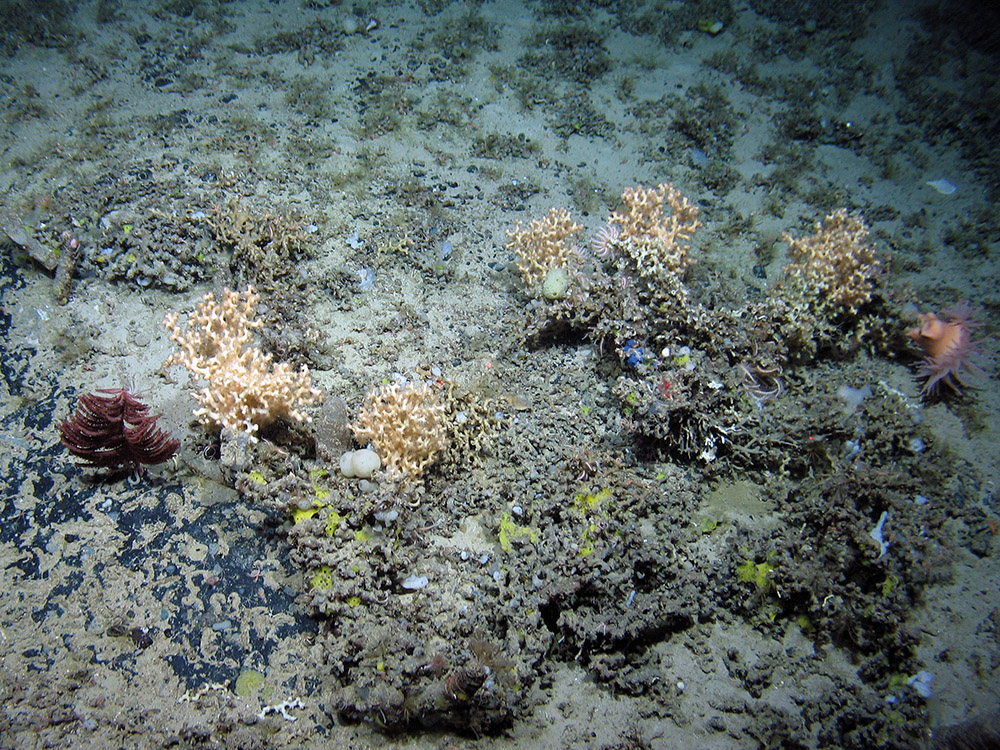 Seamount community including Antipatharian (Bathypathes sp.) and Scleractinian corals, sponges, brittle stars, feather stars and anemones at The Barra Fan and Hebrides Terrace Seamount MPA © Heriot-Watt University/JNCC 