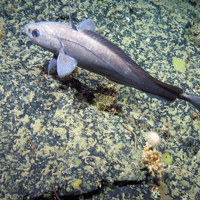 North Atlantic codling on rocky reef with  cold water corals, brittle stars, a cup coral, encrusting sponges and a sea urchin (Cidaris cidaris) at The Barra Fan and Hebrides Terrace Seamount MPA © Heriot-Watt University/JNCC