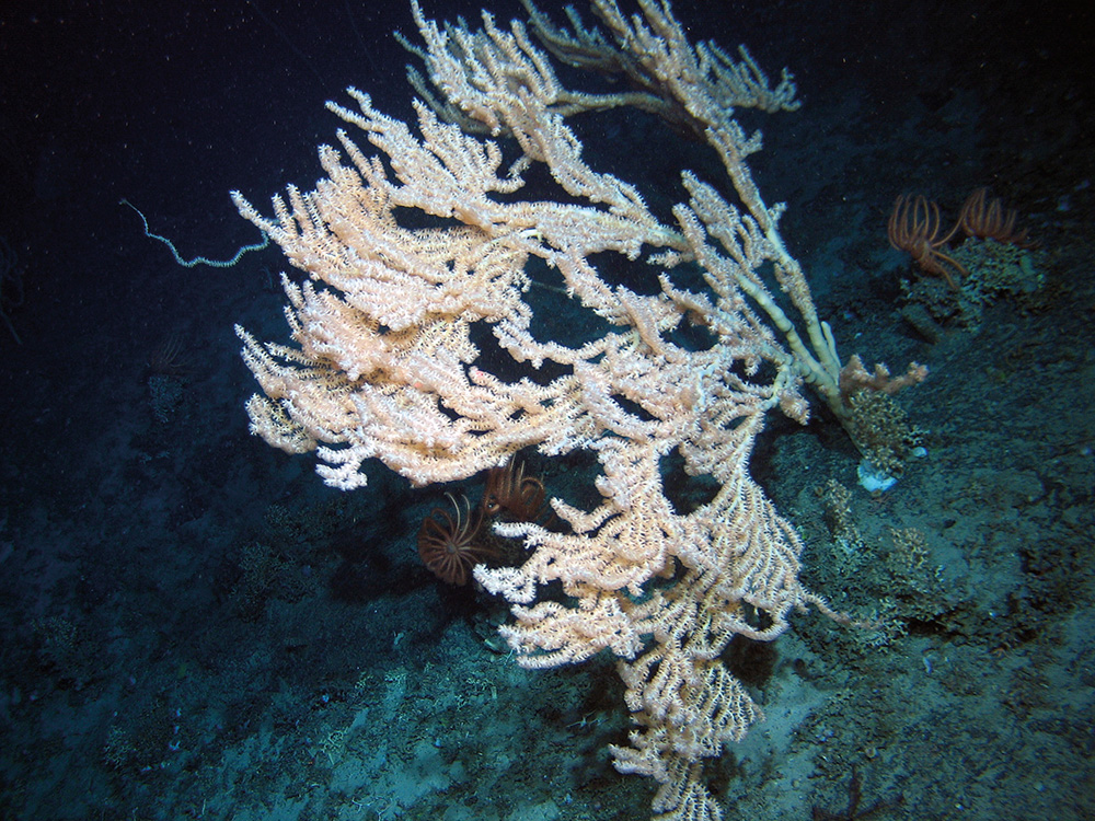 Seamount community including cold-water corals (Keratoisis sp.) and starfish (Brisingidae) at The Barra Fan and Hebrides Terrace Seamount MPA © Heriot-Watt University/JNCC