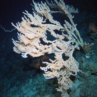 Seamount community including cold-water corals (Keratoisis sp.) and starfish (Brisingidae) at The Barra Fan and Hebrides Terrace Seamount MPA © Heriot-Watt University/JNCC
