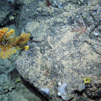 Seamount community including cold-water coral, sponges and brittlestars at The Barra Fan and Hebrides Terrace Seamount MPA © Heriot-Watt University/JNCC