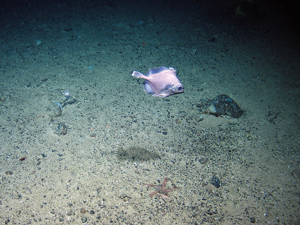 False Boarfish (Neocyttus helgae) swimming over sandy gravel interspersed with brittlestars at The Barra Fan and Hebrides Terrace Seamount MPA © Heriot-Watt University/JNCC