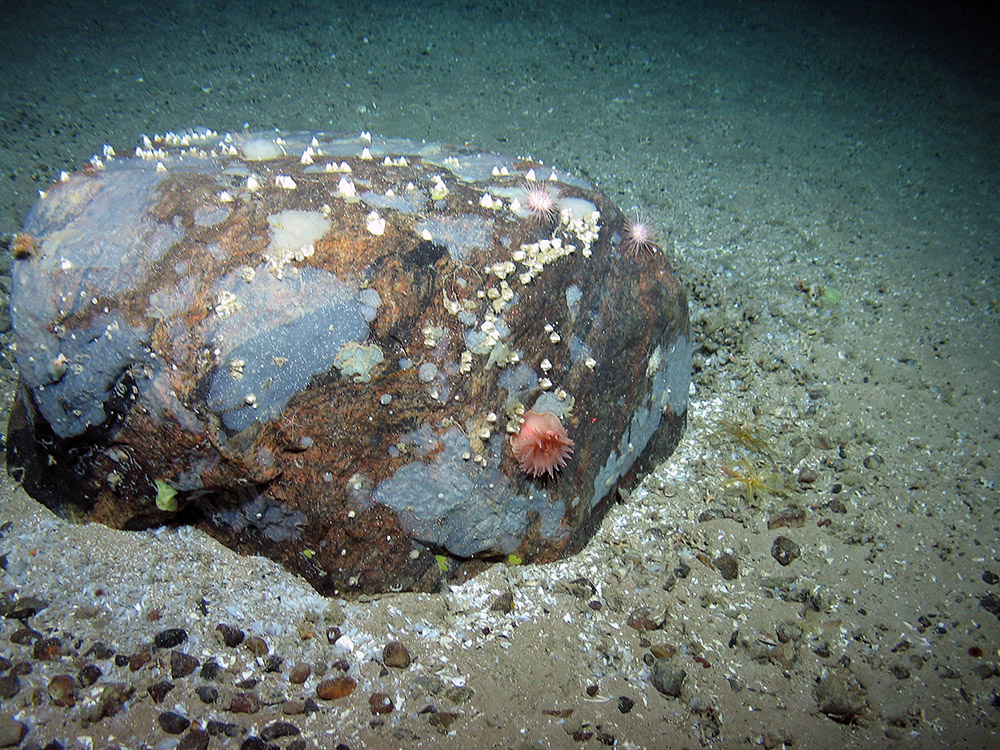 Boulder with encrusting sponges, barnacles, brittle stars, a cup coral, urchins and an anemone at The Barra Fan and Hebrides Terrace Seamount MPA © Heriot-Watt University/JNCC