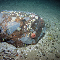 Boulder with encrusting sponges, barnacles, brittle stars, a cup coral, urchins and an anemone at The Barra Fan and Hebrides Terrace Seamount MPA © Heriot-Watt University/JNCC