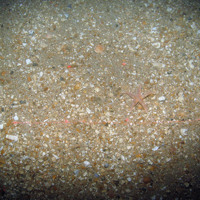 Common starfish (Asterias rubens) on gravel with sand at Bassurelle Sandbank SAC © JNCC/Cefas