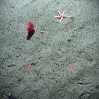 Phosphorescent sea pen (Pennatula phosphorea) and common starfish (Asterias rubens) on sediment at Braemar Pockmarks SAC © JNCC/Cefas