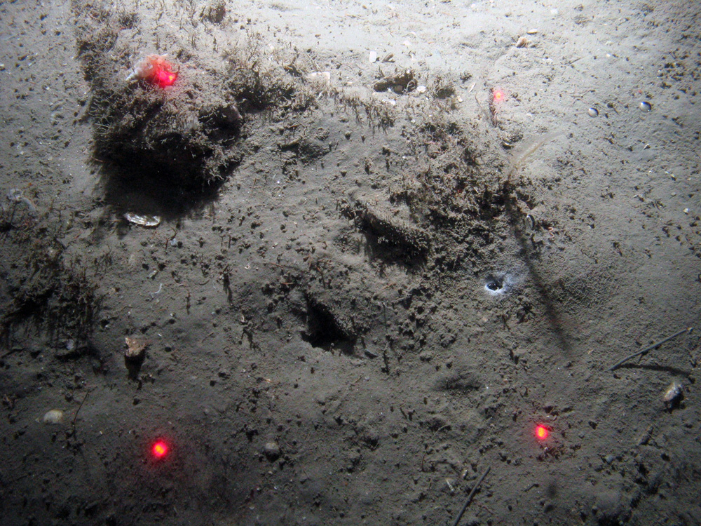 Methane-derived authigenic carbonate (MDAC) partially covered by sediment at the Braemar Pockmarks SAC © JNCC/Cefas