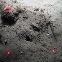Methane-derived authigenic carbonate (MDAC) partially covered by sediment at the Braemar Pockmarks SAC © JNCC/Cefas