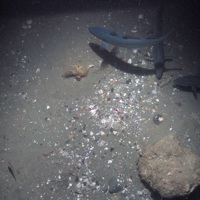 A block of methane-derived authigenic carbonate (MDAC) with hunting saithe (Pollacius virens) over shell hash and mud sediment at Braemar Pockmarks SAC © JNCC/Cefas