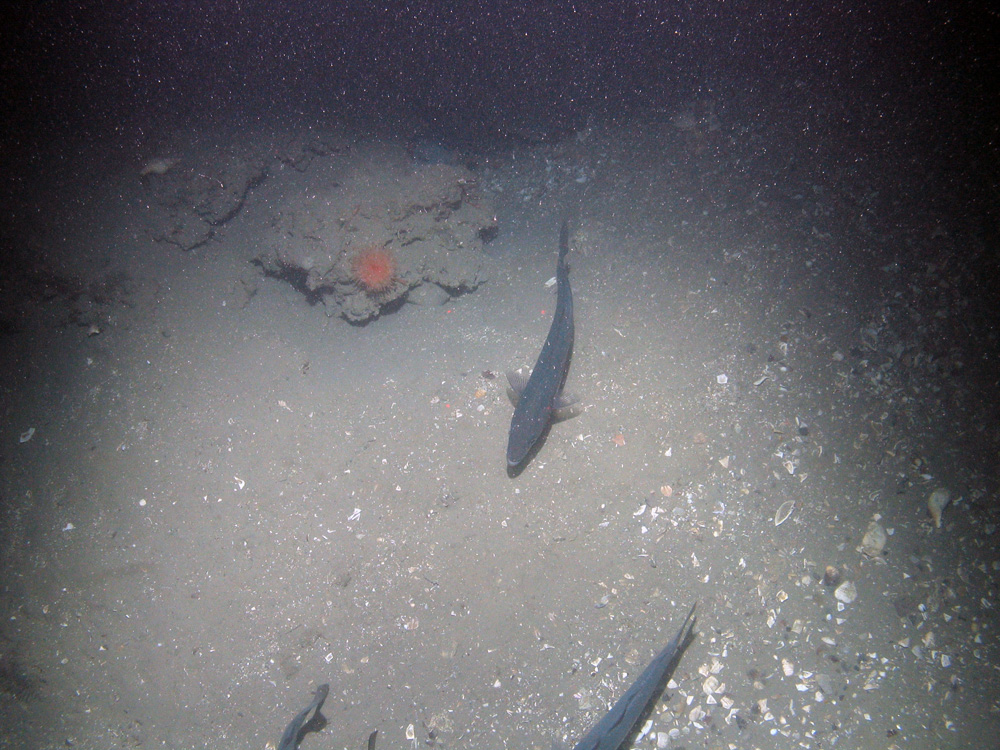 Methane-derived authigenic carbonate (MDAC) protruding from sediment with a colourful anemone and saithe (Pollacius virens) at the Braemar Pockmarks SAC © JNCC/Cefas