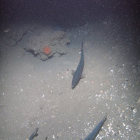 Methane-derived authigenic carbonate (MDAC) protruding from sediment with a colourful anemone and saithe (Pollacius virens) at the Braemar Pockmarks SAC © JNCC/Cefas