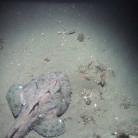 Monkfish (Lophius piscatorius) on mud sediment at Braemar Pockmarks SAC© JNCC/Cefas