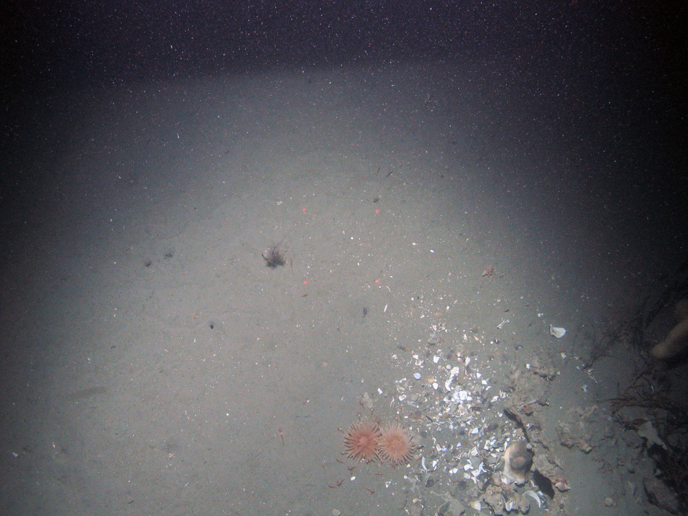 A slab of methane derived anthropogenic carbonate (MDAC) with shell hash and colourful anemones (Urticina) on mud sediment at the Braemar Pockmarks SAC © JNCC/Cefas