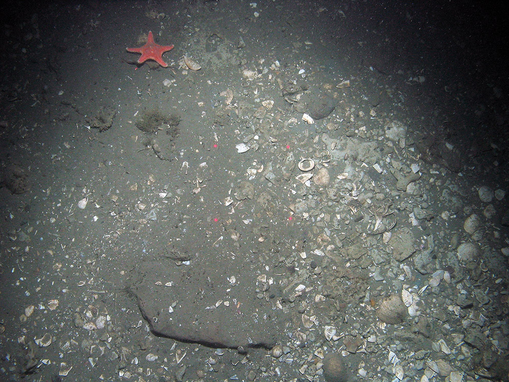 Rigid cushion star (Hippasteria phyrigiana) on sediment with shell debris at Braemar Pockmarks SAC © JNCC/Cefas