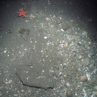 Rigid cushion star (Hippasteria phyrigiana) on sediment with shell debris at Braemar Pockmarks SAC © JNCC/Cefas