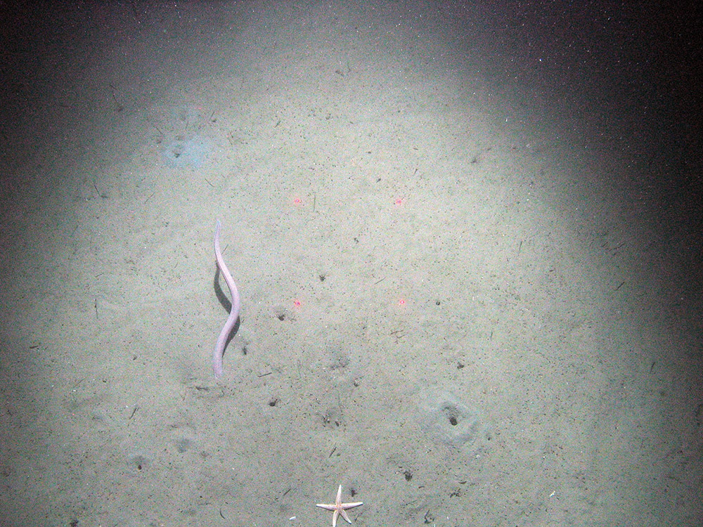 Hag fish (Myxine glutinosa) burrowing into soft sediment at Braemar Pockmarks SAC © JNCC/Cefas 