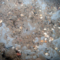 Clay-like substrata partially covered by gravel and sand at Croker Carbonate Slabs SAC © JNCC