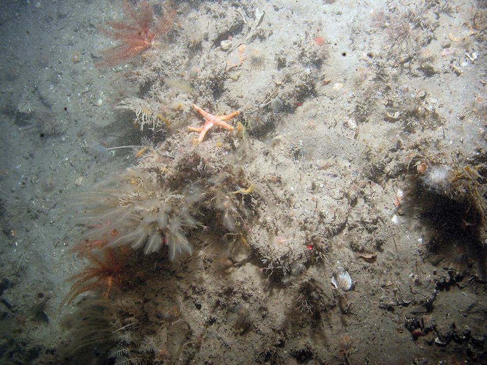 Ross worms (Sabellaria spinulosa), hydroids and horn wrack (Flustra foliacea) at Croker Carbonate Slabs SAC © JNCC