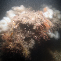 Carbonate slab overhang as habitat for squat lobsters (Munida rugosa) at Croker Carbonate Slabs SAC © JNCC