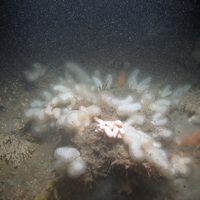 Carbonate slab dominated by dead man's fingers (Alcyonium digitatum), oaten-pipes hydroids (Tubularia indivisa) and bryozoan (Cellaria sp.) at Croker Carbonate Slabs SAC © JNCC