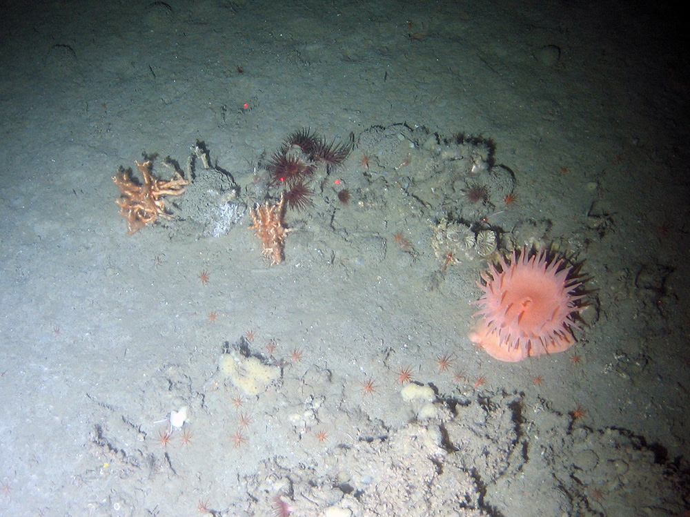 Small growths of cold-water coral (Lophelia pertusa), a large sea anemone and many small anemones on mixed sediment at Darwin Mounds SAC © NOC