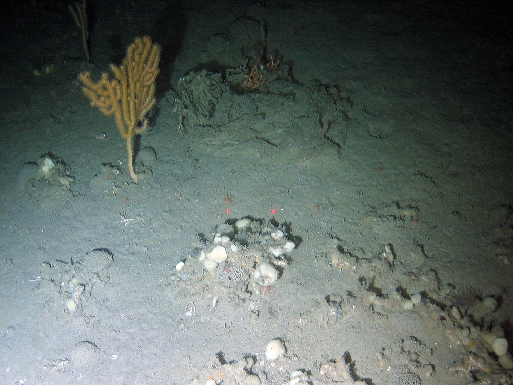 Bubblegum coral (Paragorgia arborea) and various sponges on mixed substrata including coral rubble at Darwin Mounds SAC © NOC