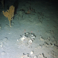 Bubblegum coral (Paragorgia arborea) and various sponges on mixed substrata including coral rubble at Darwin Mounds SAC © NOC
