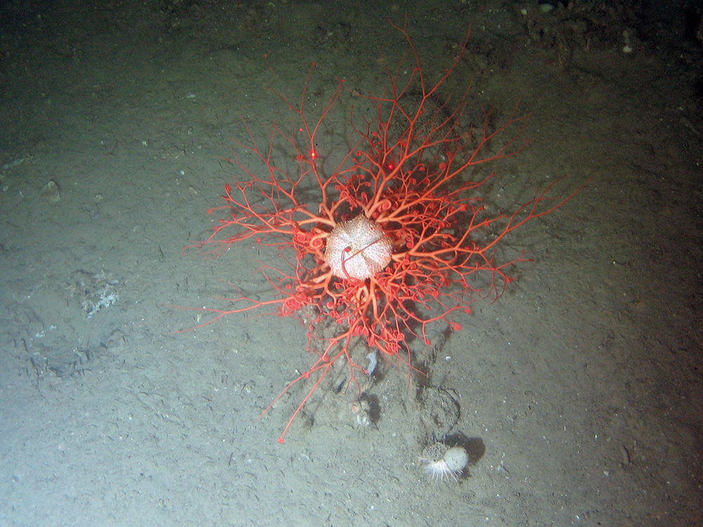 Basket star (Gorgonocephalus sp.) on a muddy seabed at Darwin Mounds SAC © NOC