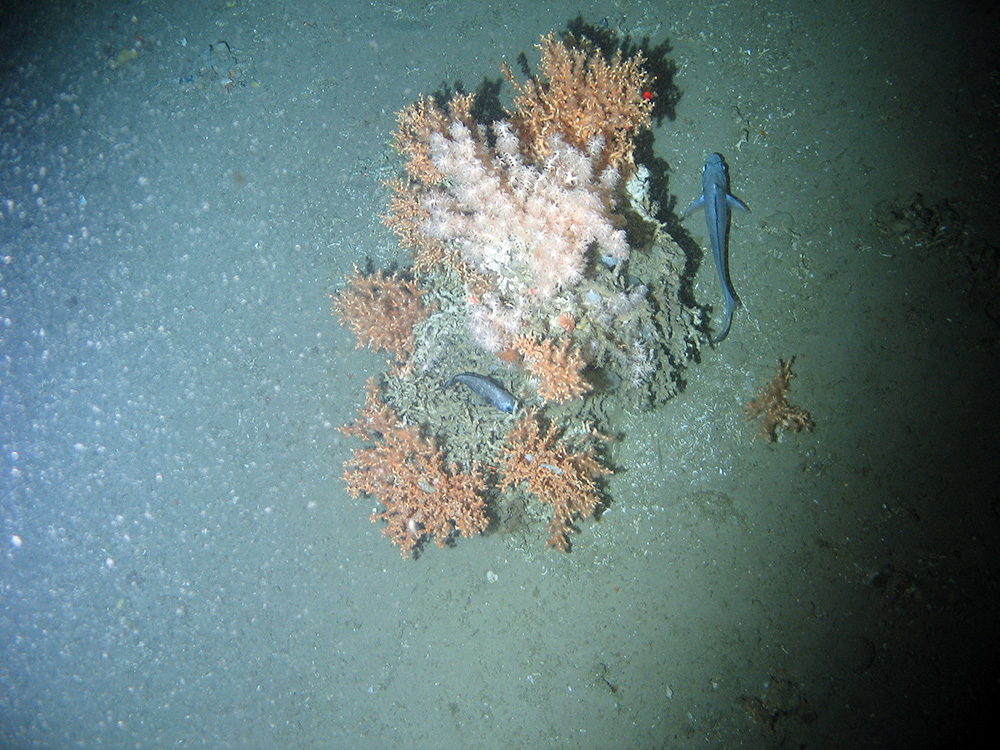 Cold-water coral (Lophelia pertusa) clump on sediment at Darwin Mounds SAC © NOC