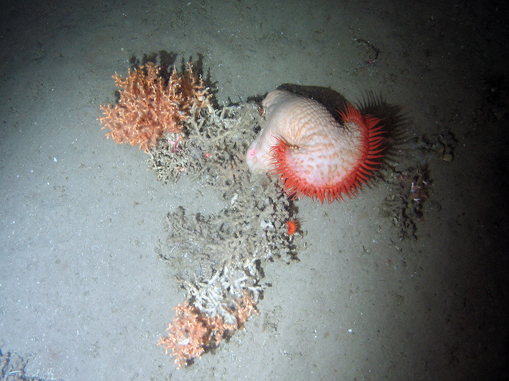Venus flytrap anemone (Actinoscyphia sp.), and the zig-zag hard coral (Madrepora oculata) on sediment at Darwin Mounds SAC © NOC