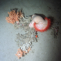 Venus flytrap anemone (Actinoscyphia sp.), and the zig-zag hard coral (Madrepora oculata) on sediment at Darwin Mounds SAC © NOC