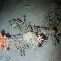 Cold-water coral (Lophelia pertusa) and a glass sponge (Farrea sp.) on sediment at Darwin Mounds SAC © NOC