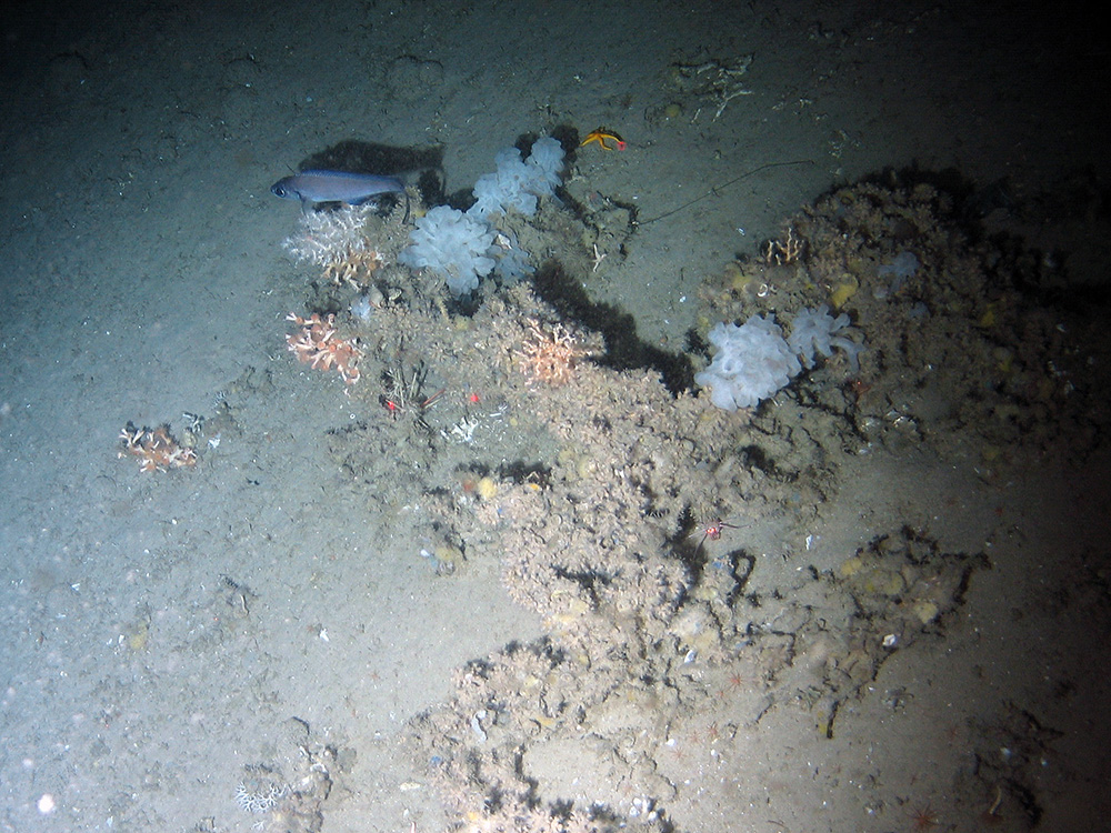 Glass sponges (Farrea sp.), cold-water coral (Lophelia pertusa), sponges and zoanthid anemones (Zoantharia sp.) on sediment at Darwin Mounds SAC © NOC