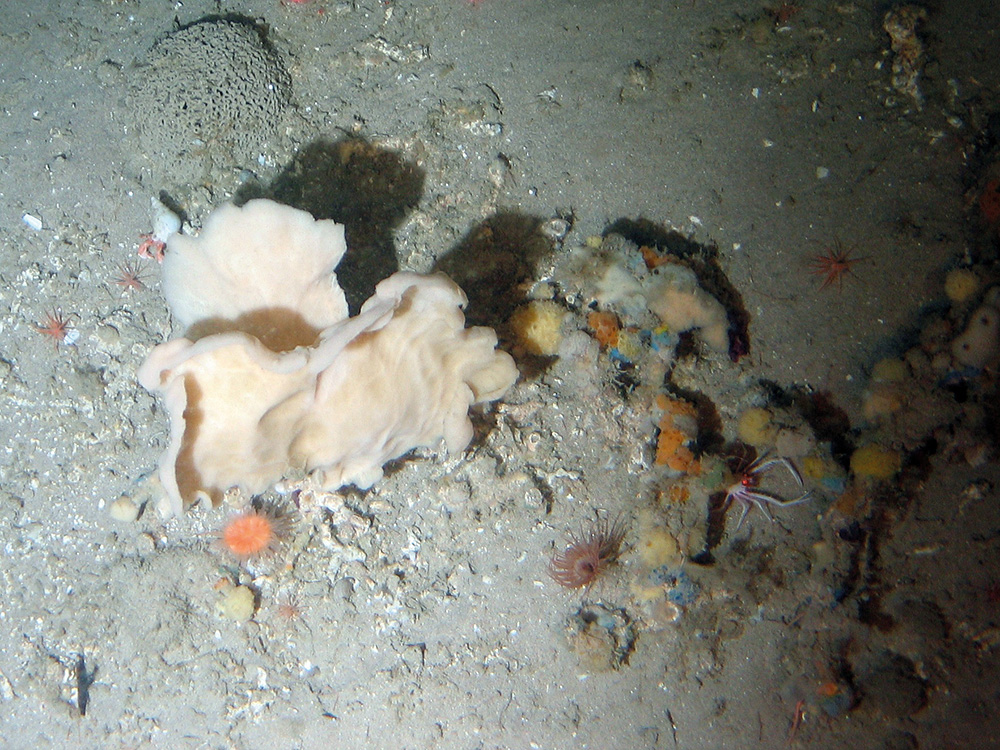 Fan sponge (Phakellia sp.) and other sponges and sea anemones on coral rubble sediment at Darwin Mounds SAC © NOC