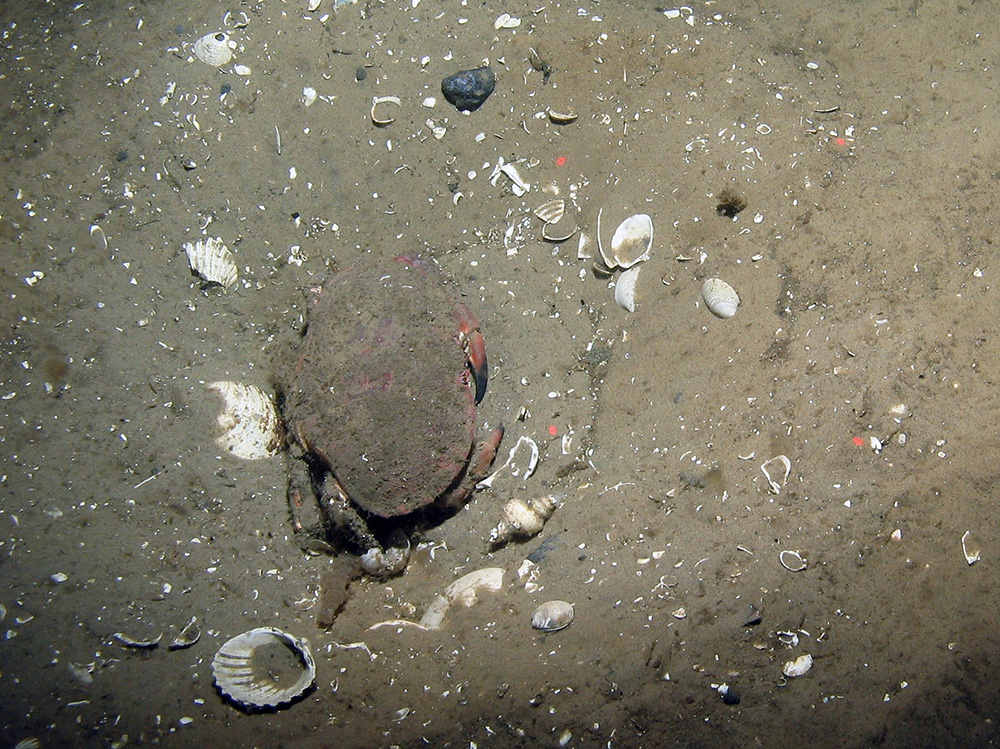 Brown crab (Cancer pagurus) on rippled sand at Dogger Bank SAC © JNCC