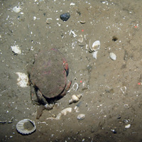 Brown crab (Cancer pagurus) on rippled sand at Dogger Bank SAC © JNCC