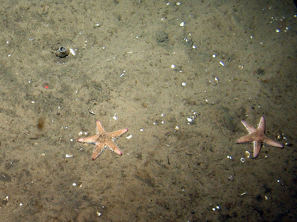 Sand star (Astropecten irregularis) on rippled sand at Dogger Bank SAC © JNC